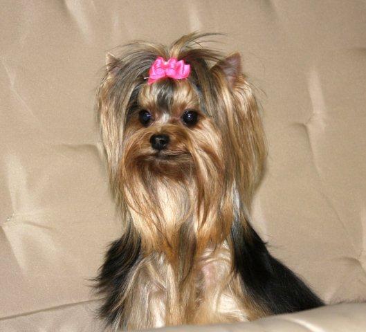 OuryorkiesMercedesIamsopretty