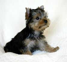 yorkie puppy baby bella