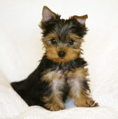 OuryorkiesbabyPetalA