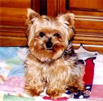 Yorkie adult female Baby