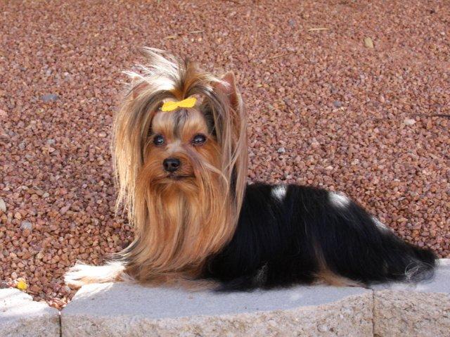 OuryorkiesMercedesdidIseeabird