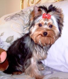 Yorkie puppy Gretta on bed