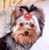 Yorkie female puppy Gretta