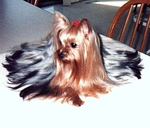 OurYorkiesFirstLadyJackie