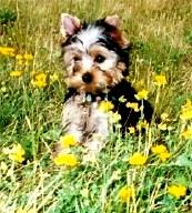 Yorkie puppy female Lexi