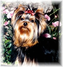 adult female show yorkie maggie