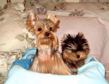 OuryorkiesMercedeswithbaby