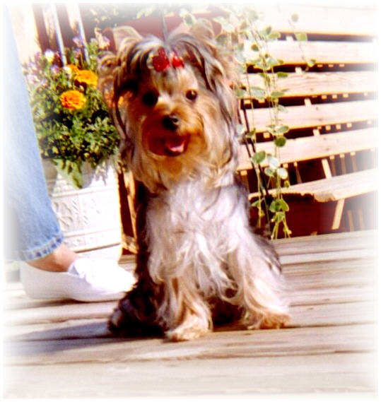 Mia yorkie puppy