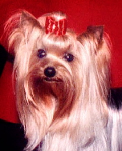 OurYorkiesPhylissFace