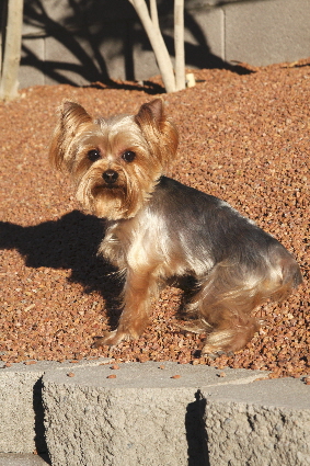 Shelby at home in yard