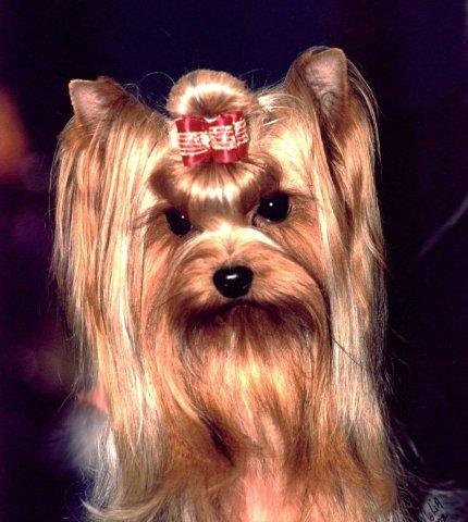 OuryorkiesShelby