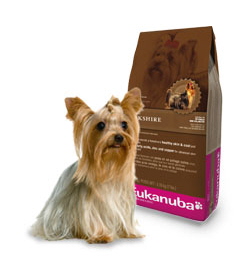 YorkieEukanuba