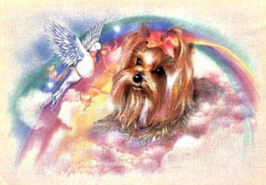 yorkie rainbow bridge 